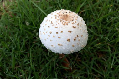 Sahte şemsiye ya da yeşil sporlu lepiota ya da Tayland 'da yeşil çimlerin üzerinde yetişen yeşil şemsiyeli mantarı kapatın. Bilimsel adı Chlorophyllum molybdites..