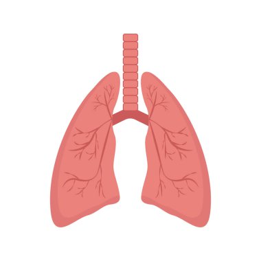 Görüntü, insan akciğerlerinin temel yapısını vurgulayan basitleştirilmiş anatomik bir illüstrasyonunu betimliyor.
