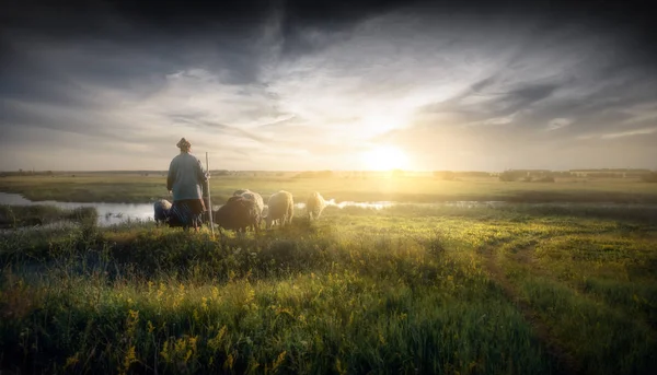 Elderly Woman Sunset Leads Small Herd Sheep — Stock Photo, Image