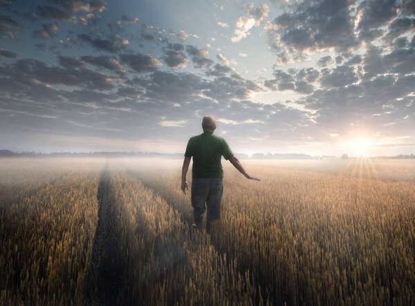 Человек идет в направлении восхода солнца на пшеничном поле
.