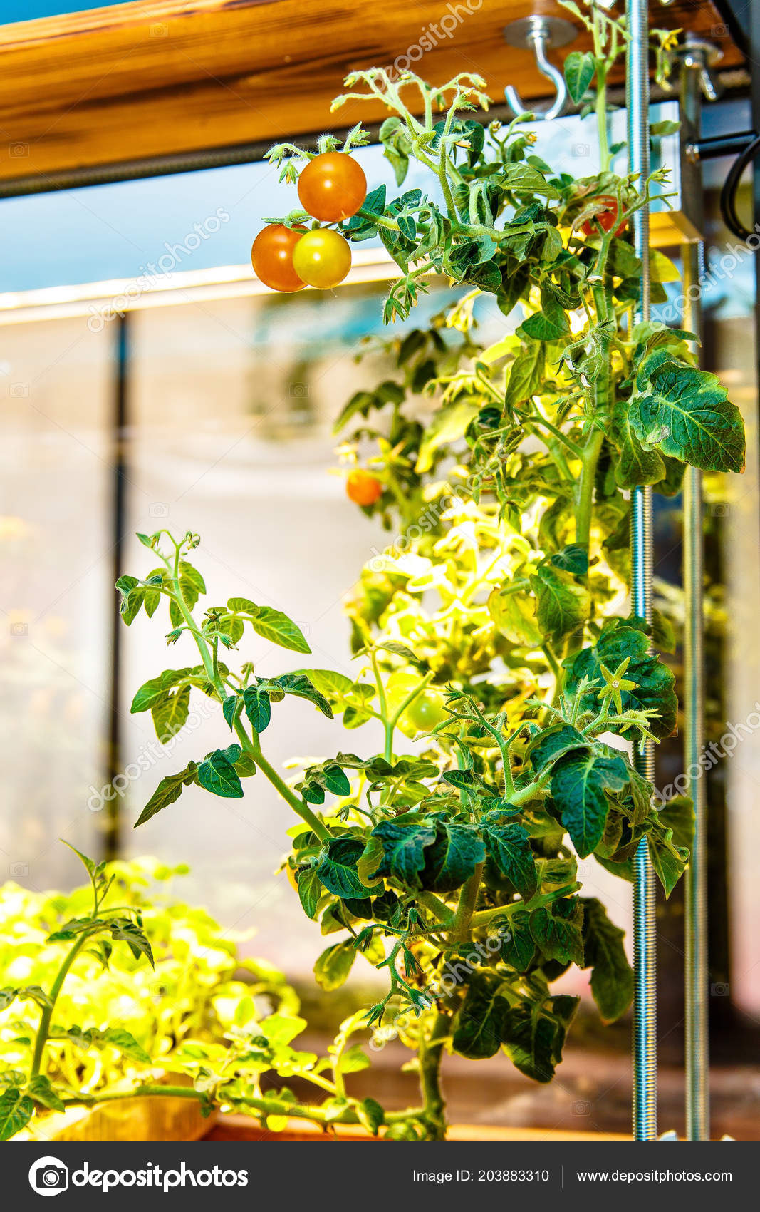 Cherry Tomatoes Growing Windowsill Good Illustration Theme