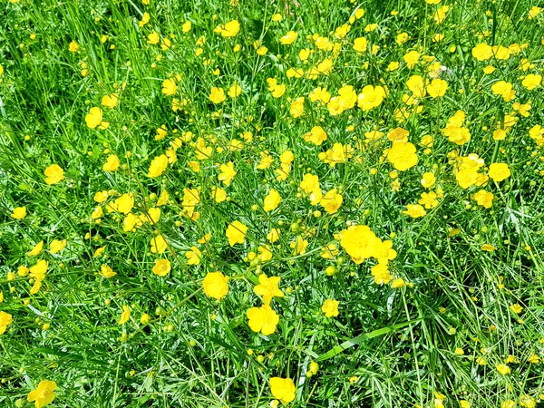 Pole Porostlým Žlutými Květy Pryskyřníky — Stock fotografie