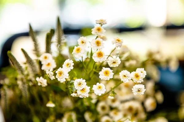 フィールドで収集された白い野生の花の花束は — ストック写真