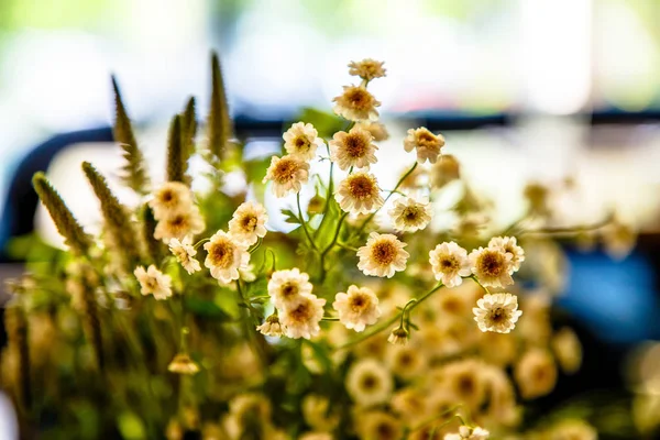 Beyaz kır çiçekleri toplanan alanında bir buket bir suyudur