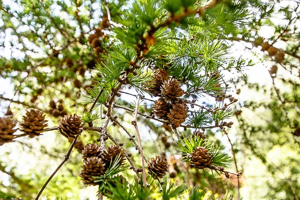 Unga Kottar Gren Lärk Sommar — Stockfoto