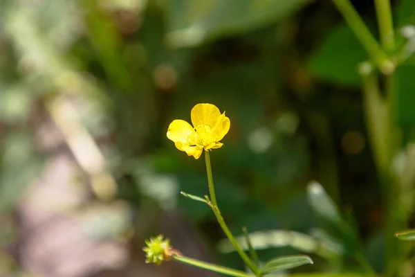 Close Shot Lone Flower Buttercup Field — Stock Photo, Image