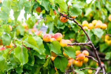 Bahçede bir ağaç üzerinde birçok kayısı büyümek.