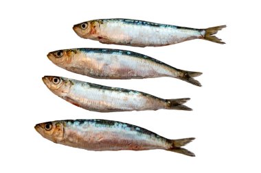 beyaz zemin üzerine taze çiğ sardalya