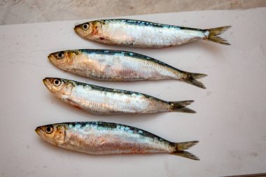 beyaz zemin üzerine taze çiğ sardalya