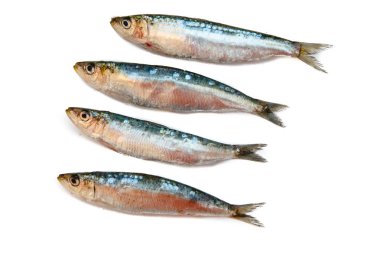 beyaz zemin üzerine taze çiğ sardalya