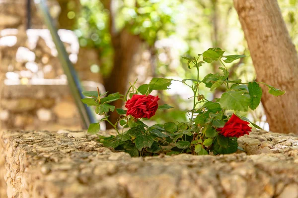 Red Rose Stone Wall Background — Stock Photo, Image