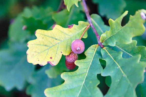 Żołędzie Dębu Nakrętki Tle Zielonych Liści Duże Jesień — Zdjęcie stockowe