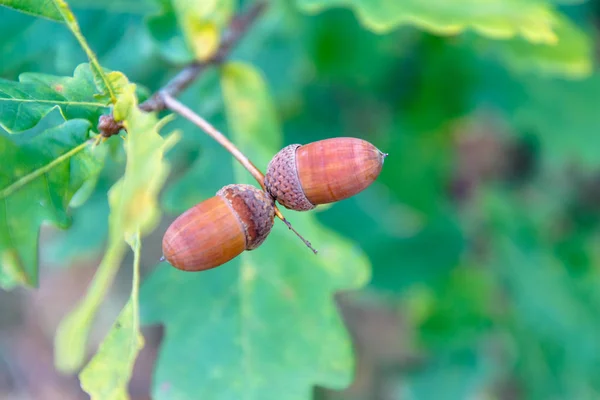 Ekollon Nötter Bakgrund Gröna Blad Stora Höst — Stockfoto