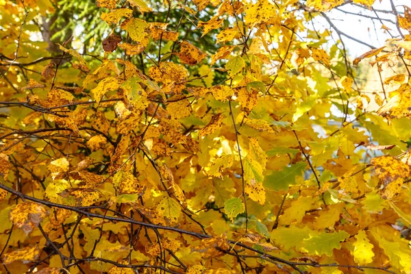 Árvores Amarelas Fundo Azul Céu Outono Rússia — Fotografia de Stock