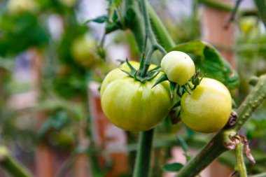 Dallarda yetişen yeşil domatesler..