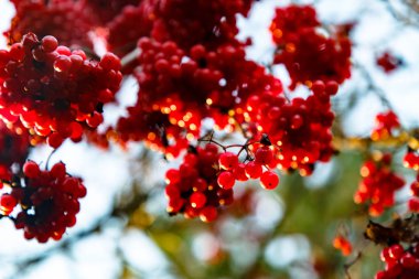 Olgun kırmızı kartopu meyveler dallarda asmak.
