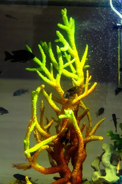 Fish Swim Aquarium Green Coral — Stock Photo, Image
