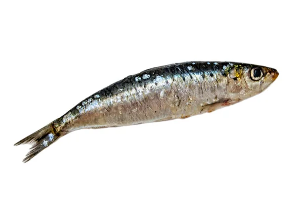 Sardine Crude Fondo Bianco Isolate — Foto Stock