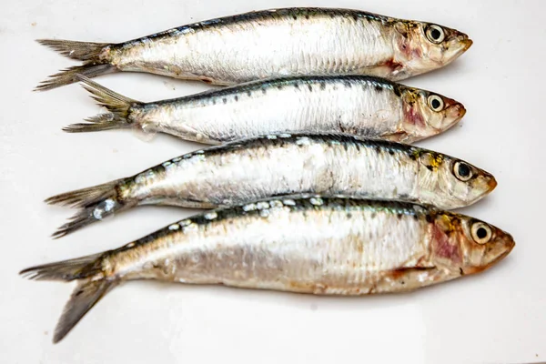 Sardine Crude Fondo Bianco Isolate — Foto Stock