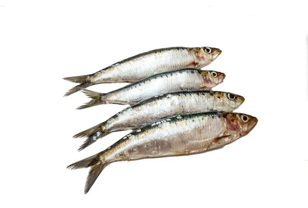 Sardines Raw White Background Isolated — Stock Photo, Image