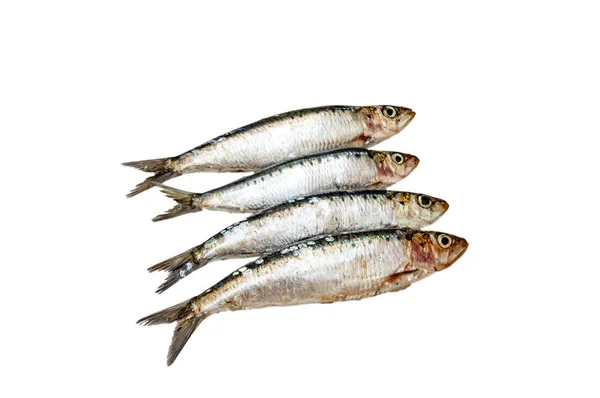 Sardine Crude Fondo Bianco Isolate — Foto Stock