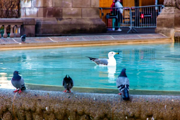 海鸥在城市的喷泉里游泳 — 图库照片