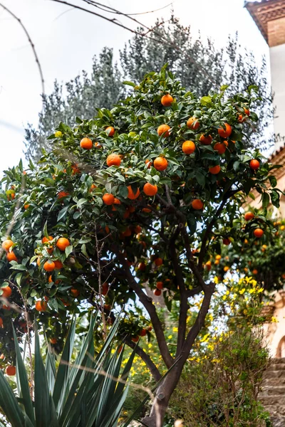 Tangerines grow on a tree in the cit