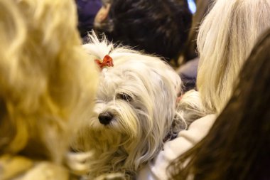 Beyaz köpek kadın elinde kırmızı bir yay ile.