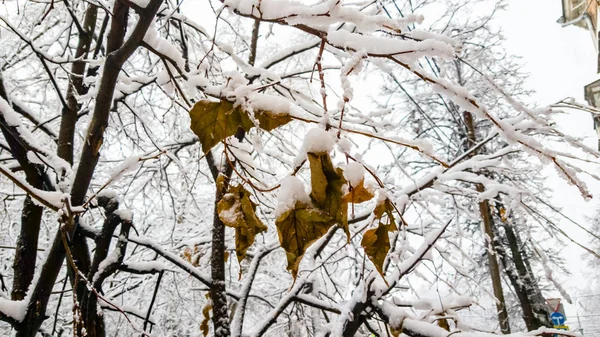 Alberi coperti di neve dopo forti nevicate . — Foto Stock