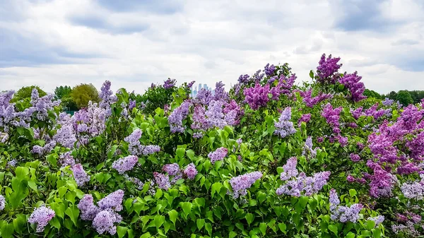 Šeříky na pozadí městských domů. — Stock fotografie