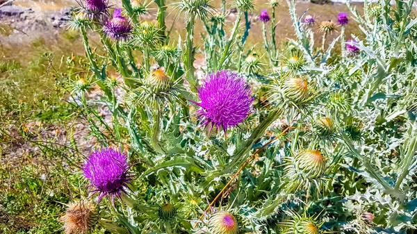 Thistle bloem groeit op een stengel en een kever zit op het — Stockfoto