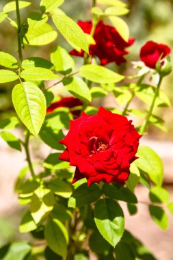 Taş bir arka plan üzerinde bir Bush üzerinde gül çiçeği