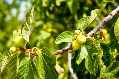 Genç incirler ağaçta yetişir.