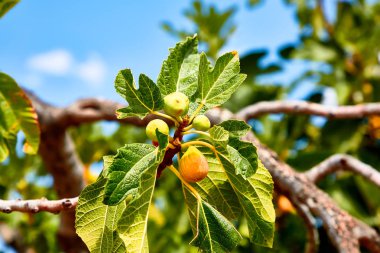 Genç incirler ağaçta yetişir.