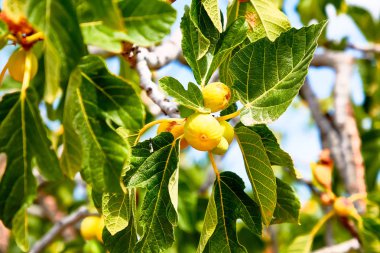 Genç incirler ağaçta yetişir.
