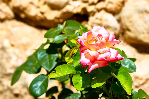 Rosa fiore su un cespuglio su uno sfondo di pietre — Foto Stock