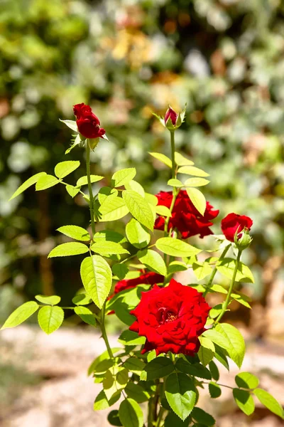 Taş bir arka plan üzerinde bir Bush üzerinde gül çiçeği