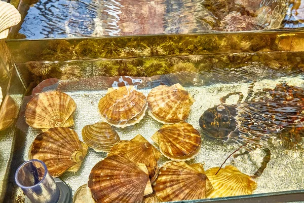 Conchiglie capesante e ostriche sono in acquario sul bancone di — Foto Stock