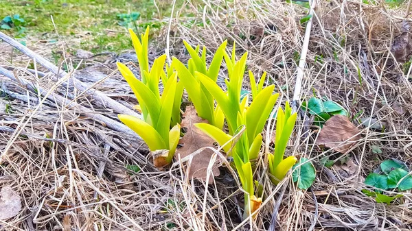 식물의 첫 번째 줄기는 이른 봄에 성장 — 스톡 사진