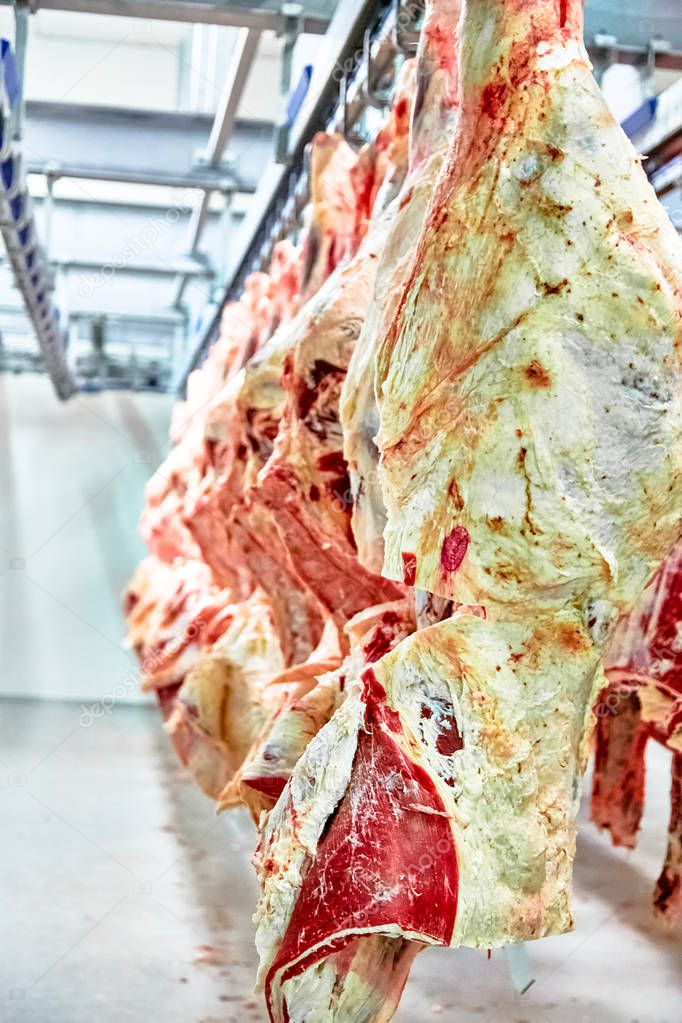 Slaughterhouse meat processing plant, cut marble beef.