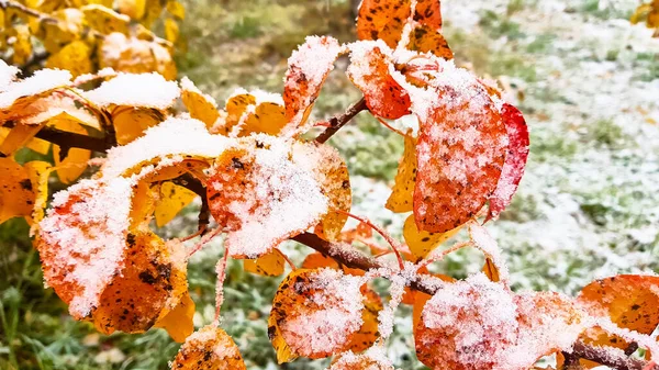 Der erste Schnee. gelbe und grüne Blätter mit Schnee bedeckt. — Stockfoto