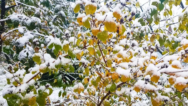 De eerste sneeuw. Gele en groene bladeren bedekt met sneeuw. — Stockfoto