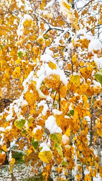 De eerste sneeuw. Gele en groene bladeren bedekt met sneeuw. — Stockfoto
