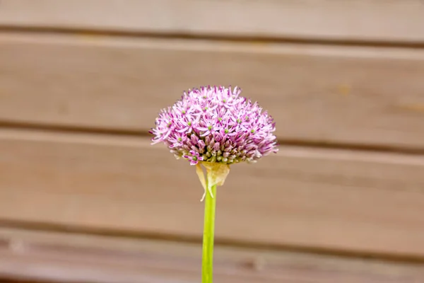 Lila Blomma Dekorativ Lök Växer Nära Huset — Stockfoto