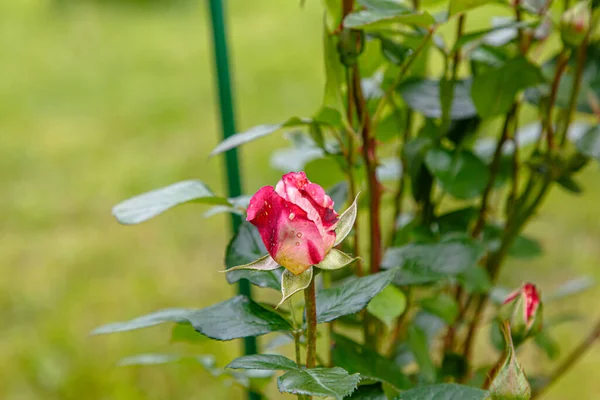 Blommande Röda Rosenknoppar Blomstersäng Parken — Stockfoto
