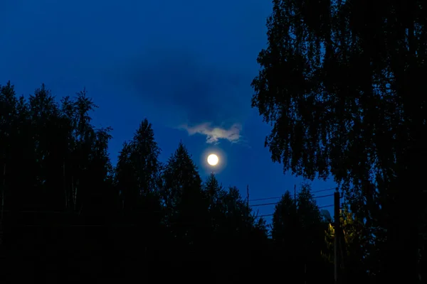 Повний Місяць Місяць Над Деревами Темному Небі — стокове фото