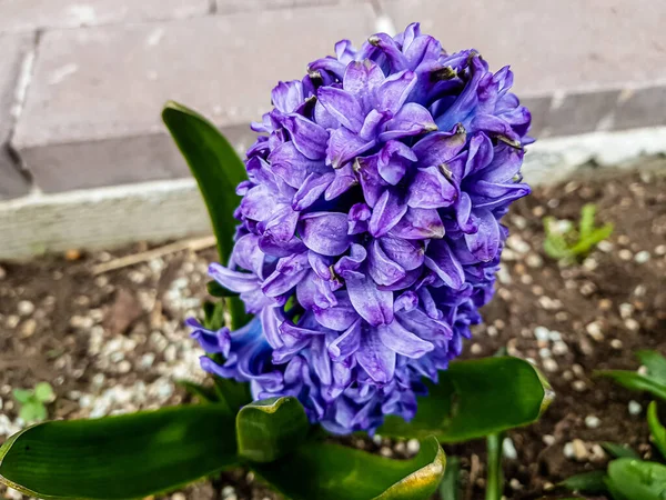 Lilac flower Hyacinths grow in a flower bed in the Park