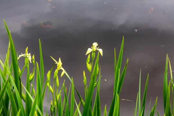 Íris Flores Amarelas Crescem Perto Uma Pequena Lagoa Campo — Fotografia de Stock