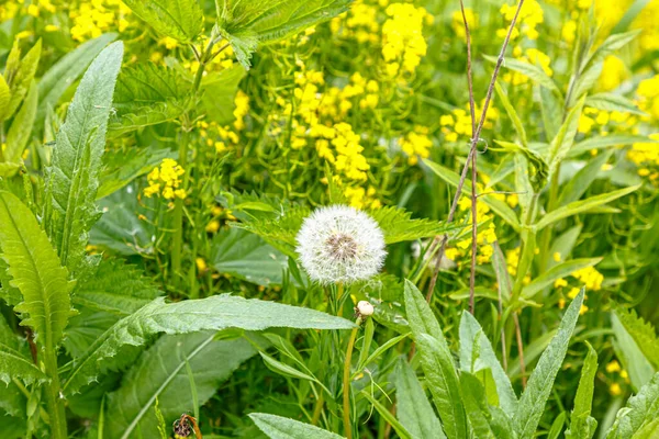 Bílá Semena Zralý Pampeliška Květ Pozadí Zelené Trávy — Stock fotografie