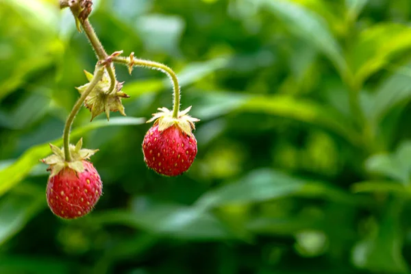 Frutas Fresa Silvestres Pequeñas Crecen Entre Hierba Mediados Verano — Foto de Stock